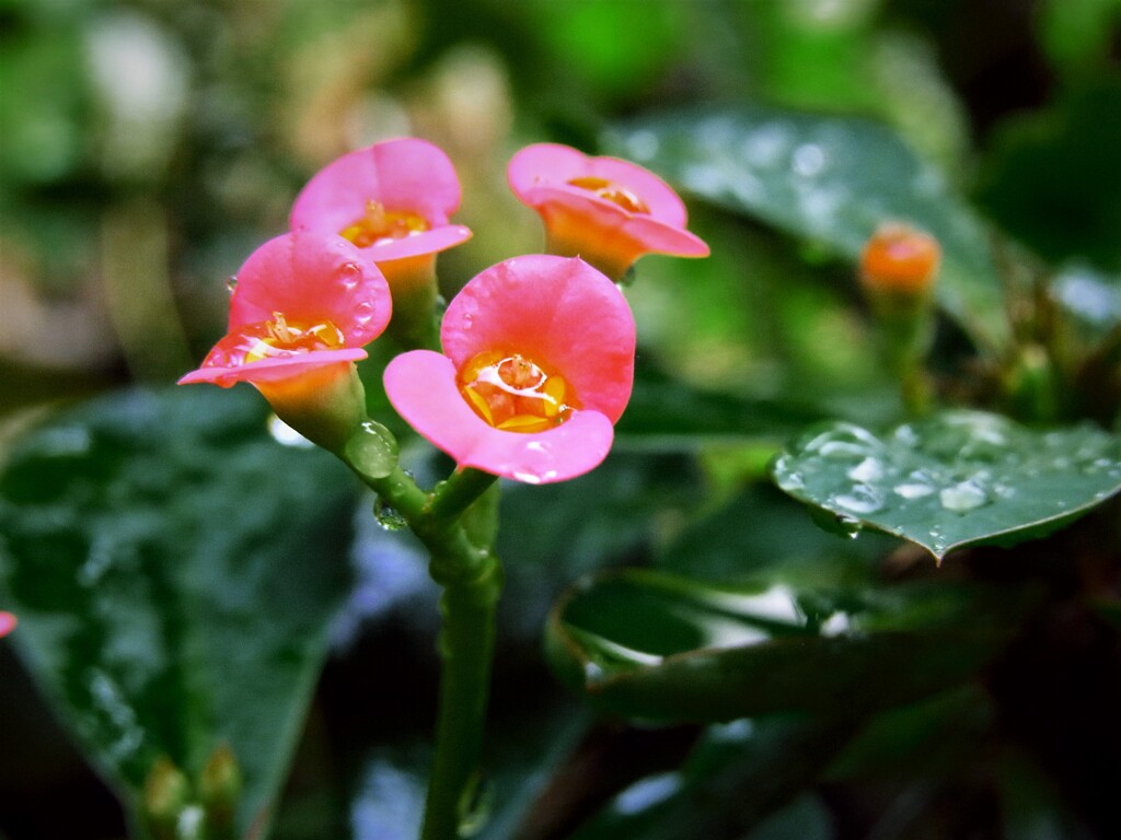 ちいさい花：なにを撮ったのか忘れてしまいました。