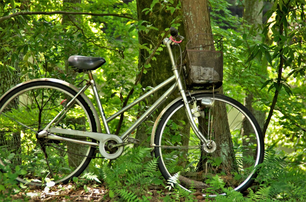 森の中で自転車