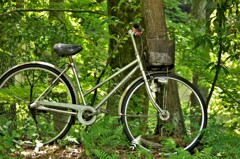 森の中で自転車