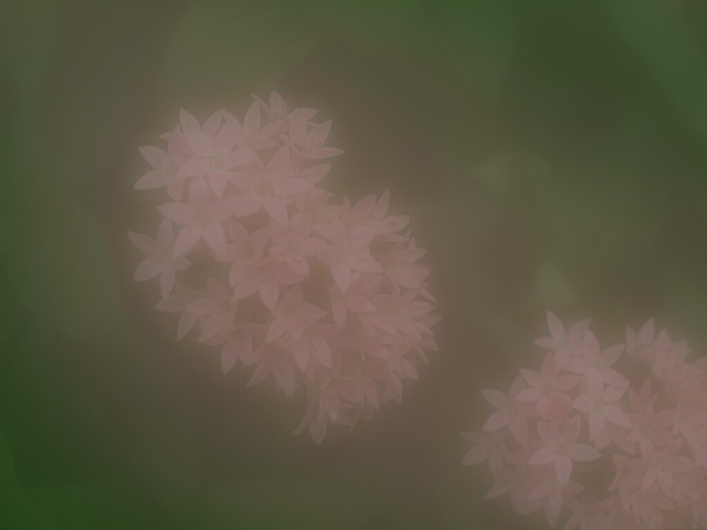 フィルター使用？　いえいえ天然です。