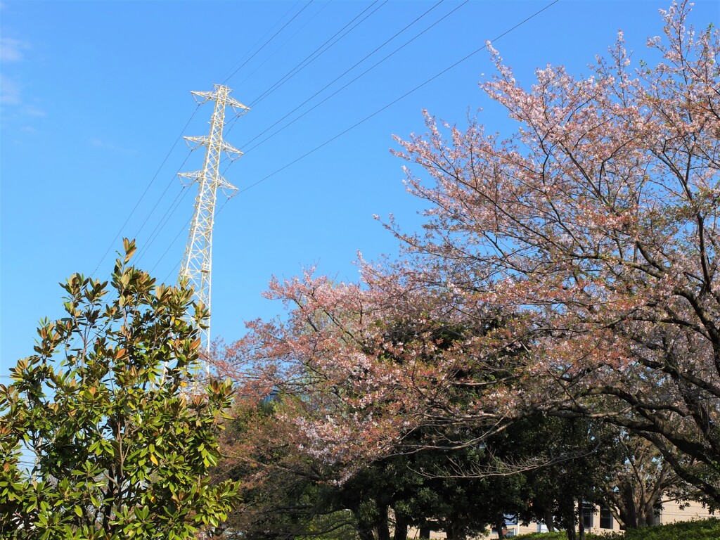 サクラと送電線