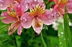 雨上がり：アストロメリア