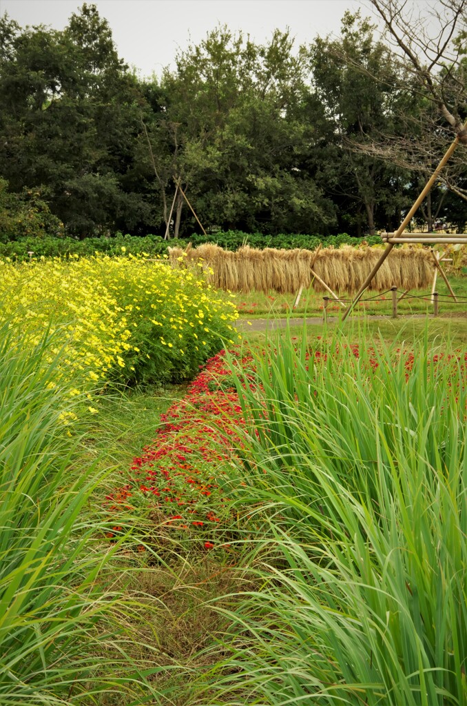 秋風景：花畑の向こうで稲を干している風景。