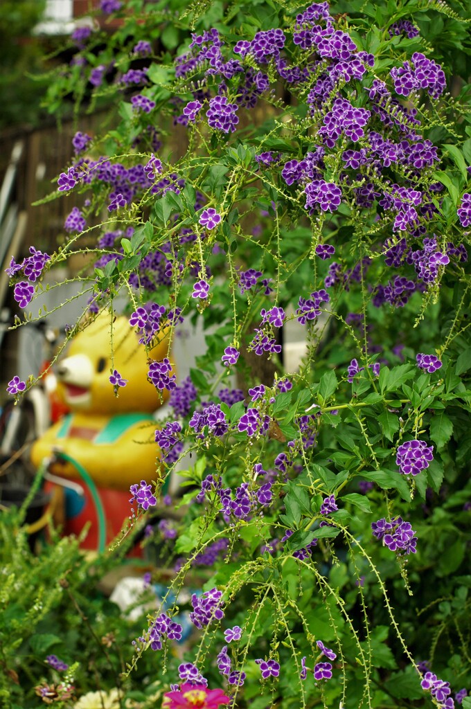 しだれている紫色の花