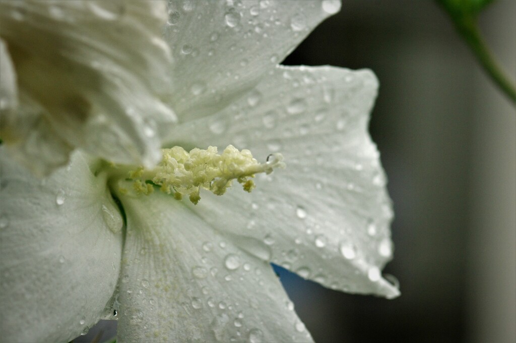 雨上がりの白いムクゲ
