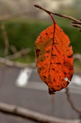 一枚だけの紅葉。