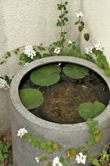 メダカの飼育鉢