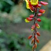 南国の草花：ぶらさがり