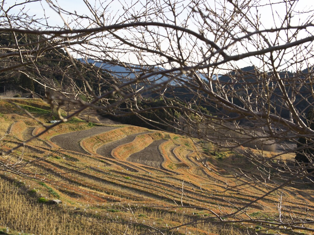 千枚田？　棚田？　違いはなに？