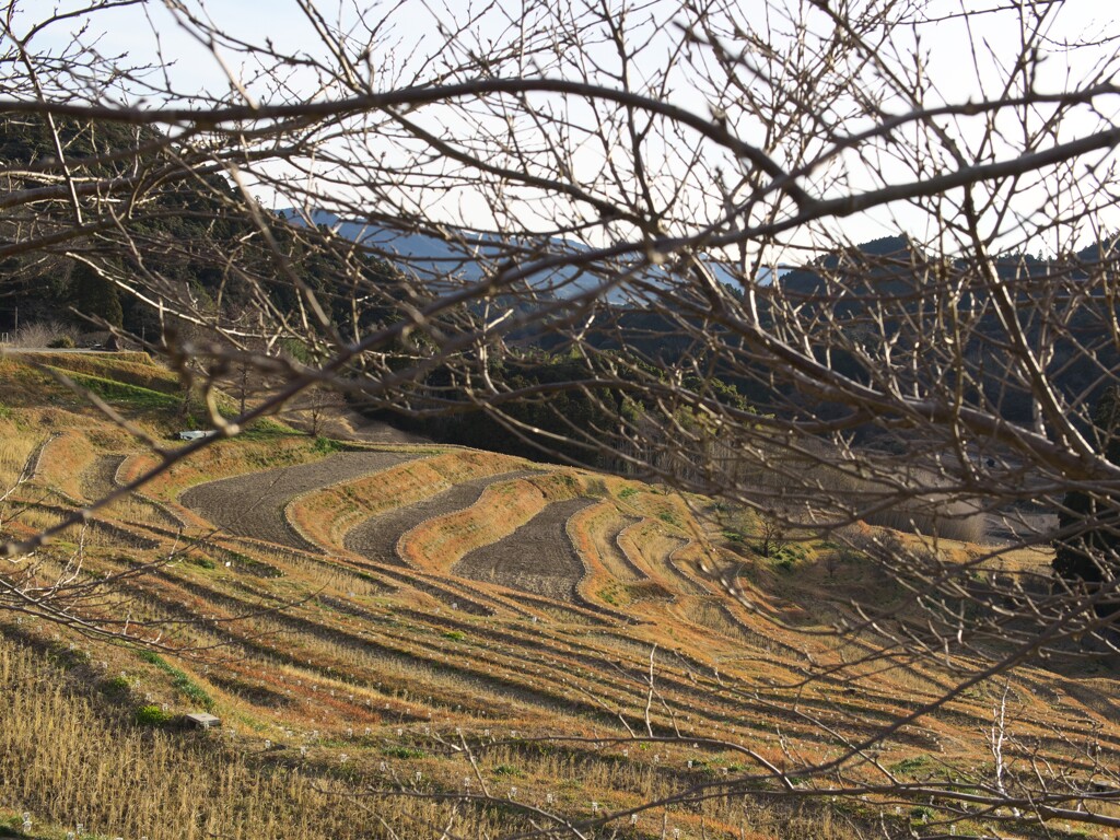 千枚田？　棚田？　違いはなに？