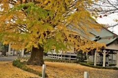 星谷寺：晩秋の境内