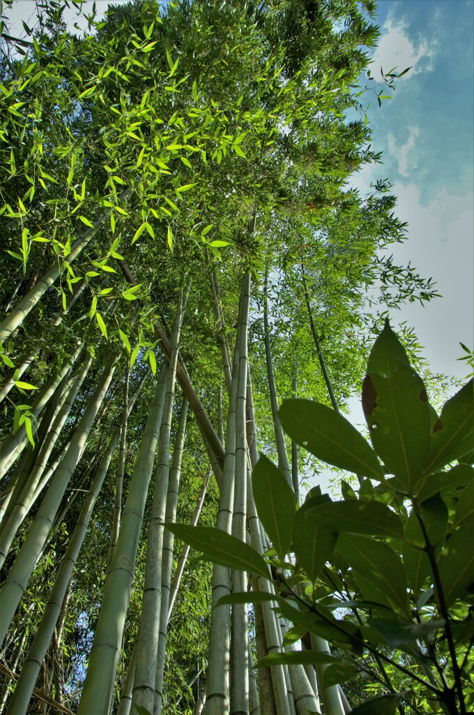 竹を見上げる