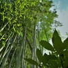 竹を見上げる