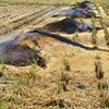 来年のために：田で焼く
