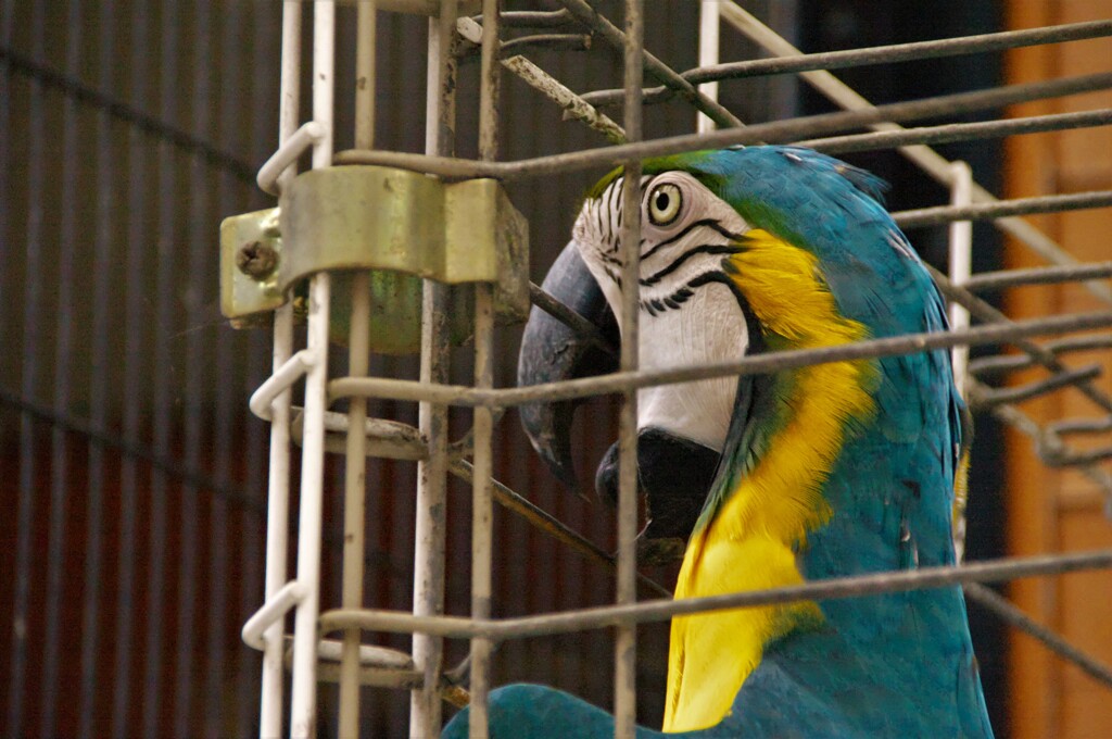 コンゴウインコ