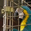 コンゴウインコ