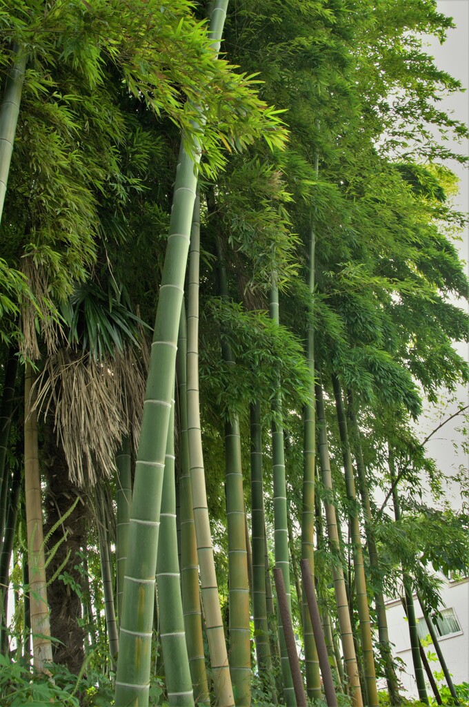 竹林