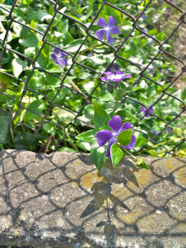 金網を越えてくる花