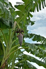 バナナの木：地植え02