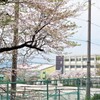 サクラと学校