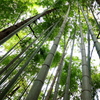竹を見上げる。
