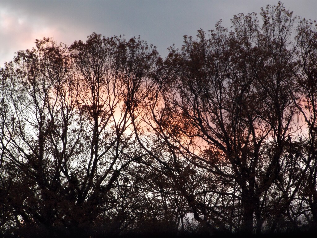 木々の向こうの日没