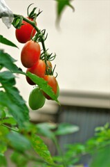 熟するトマト