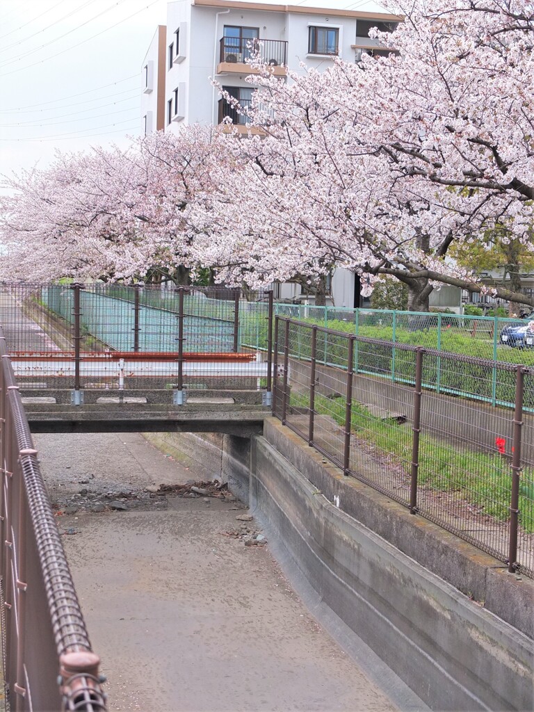 サクラと用水路