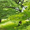 霧雨のなかの木々