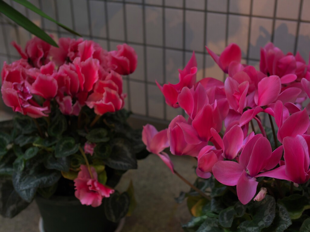 シクラメンは鉢植えがよく似合う。
