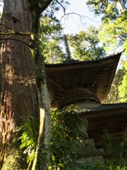 杉木立と仏塔