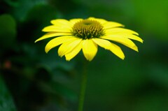 鉢植えの黄色い花