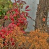 紅葉そろい踏み
