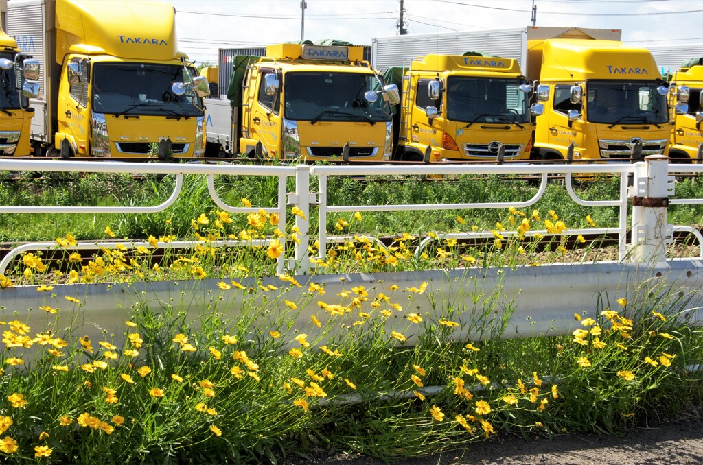 黄色い花、黄色いトラック。