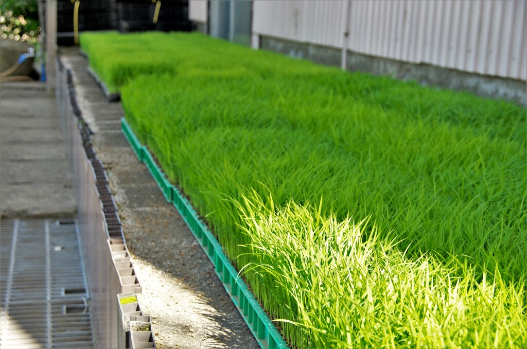 田植えのはじまりです。