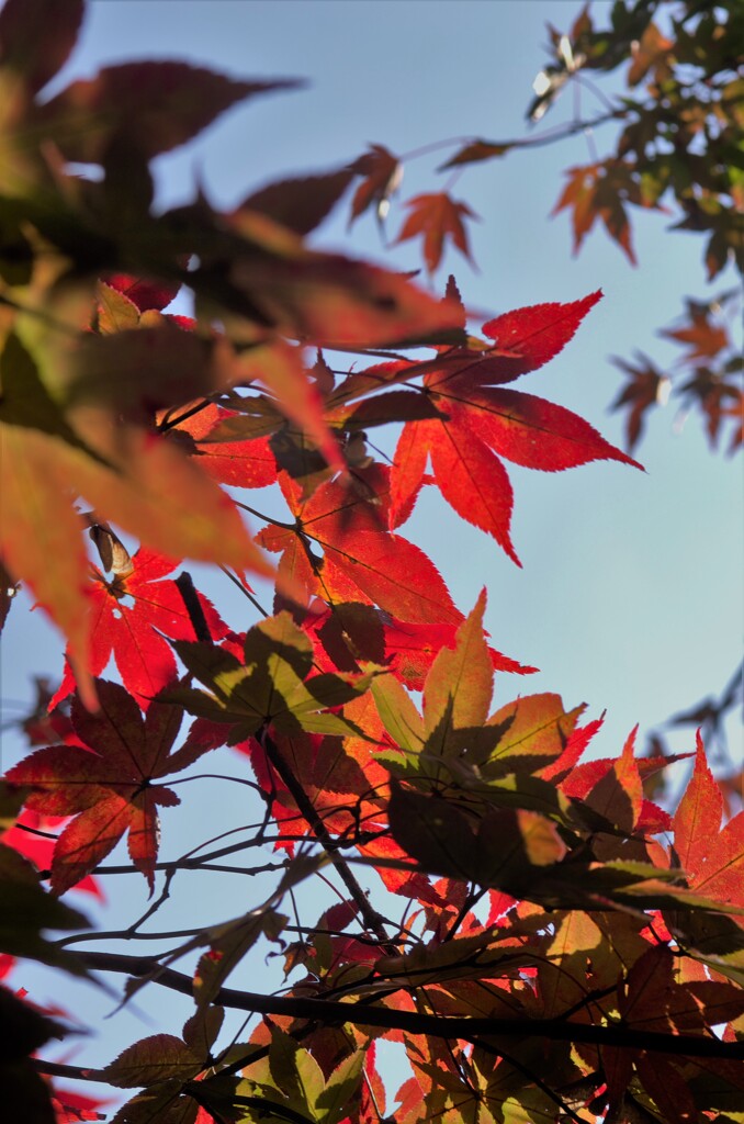 すこしだけの紅葉。