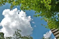 境内から見上げた夏空