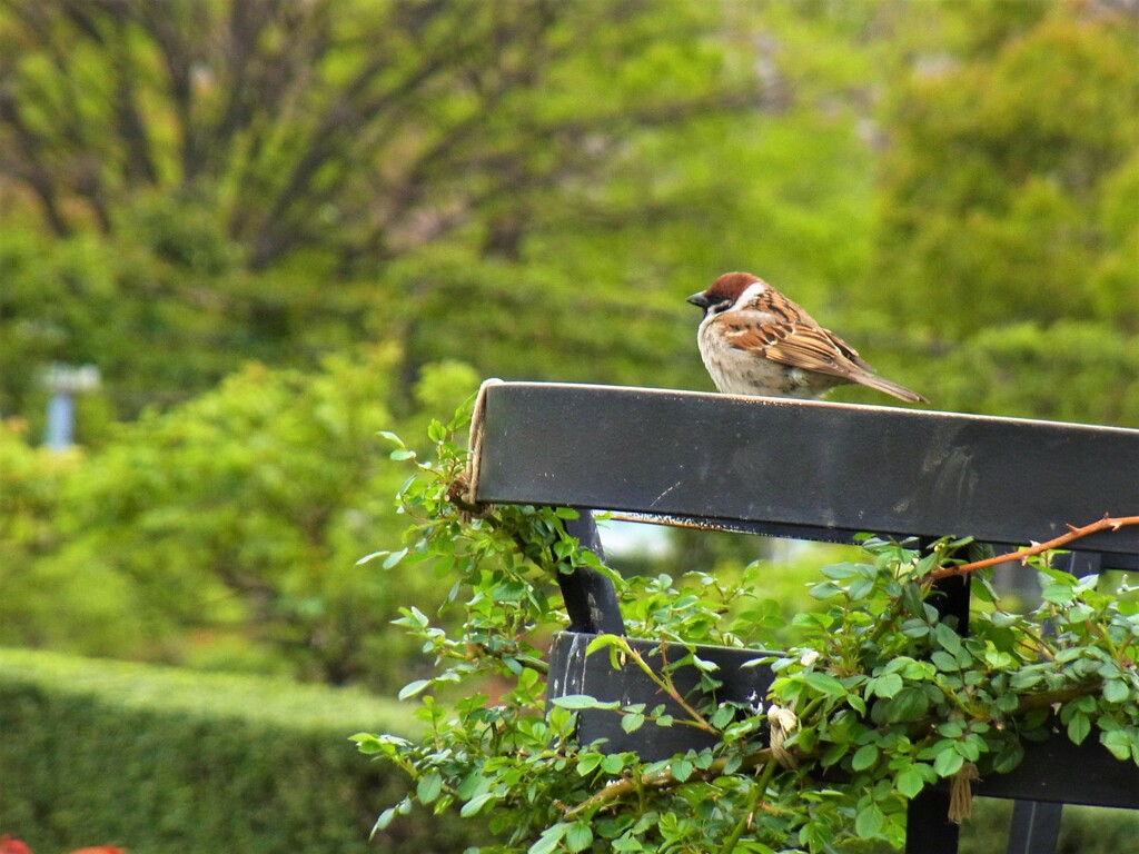 スズメ：今日は寒いので着ぶくれです