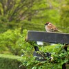 スズメ：今日は寒いので着ぶくれです