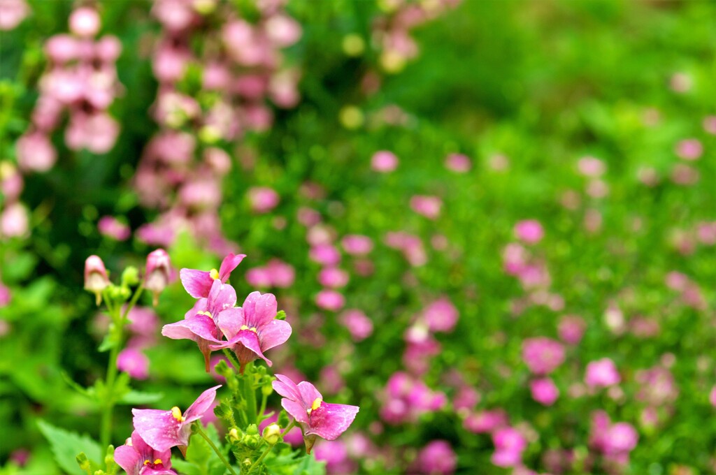 赤系の花