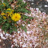 春の主役交代：落ちたサクラの花びらとタンポポ　
