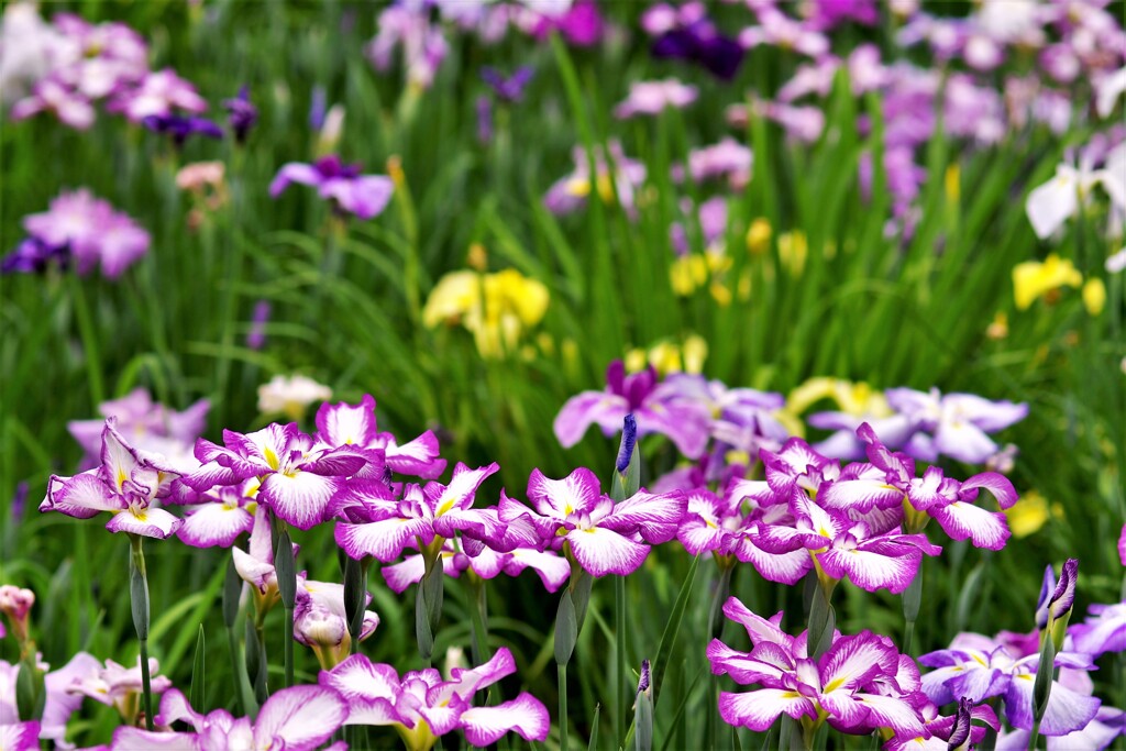 菖蒲園