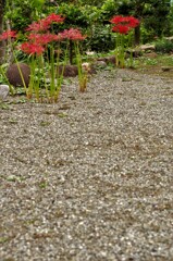 お寺の境内：彼岸花