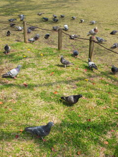 ハトの密度、とても濃い：横浜公園