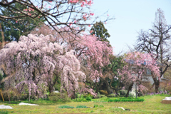 春の楽園