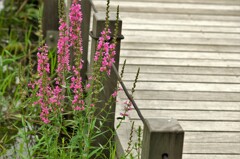 土手に咲くピンク系の花