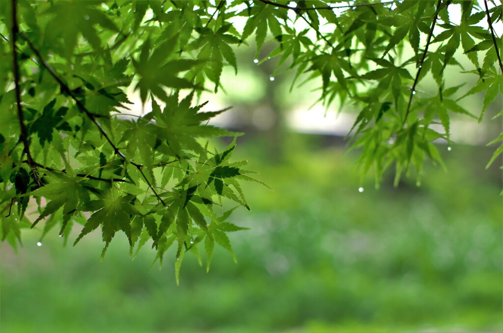 雨の中で