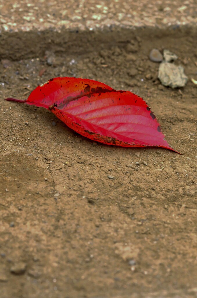 紅葉した落葉。