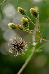 ひっつき虫：正確にはコセンダングサというらしい。