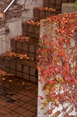 レンガ階段と紅葉。